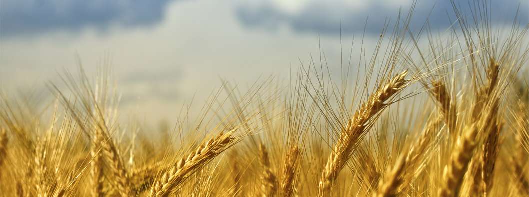 Пшеница 