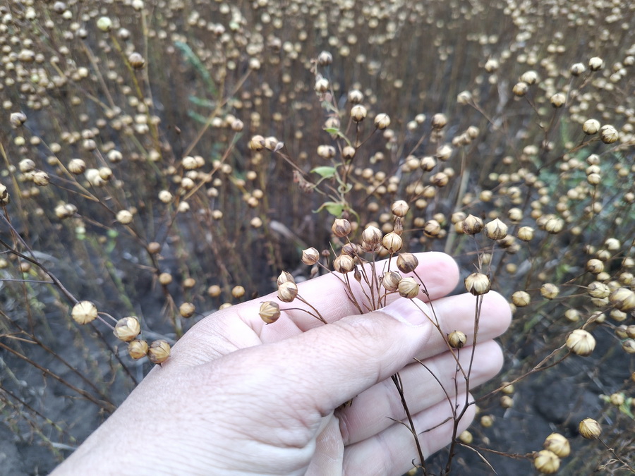 Лен - Фото.jpg