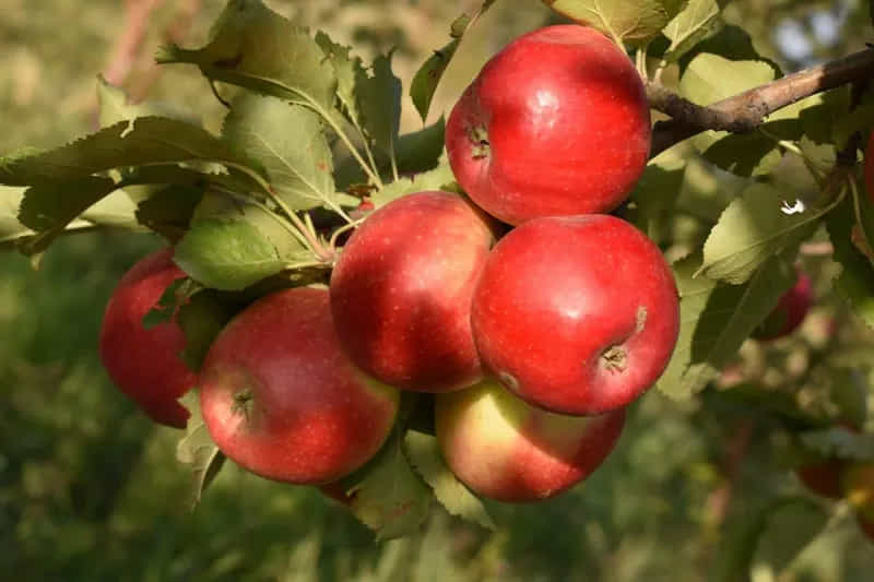 800x533.jpg